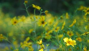 yellow flowers in a meadow